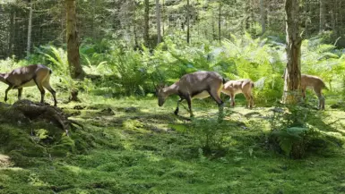 Wilde Berg Mautern Kinderwagen