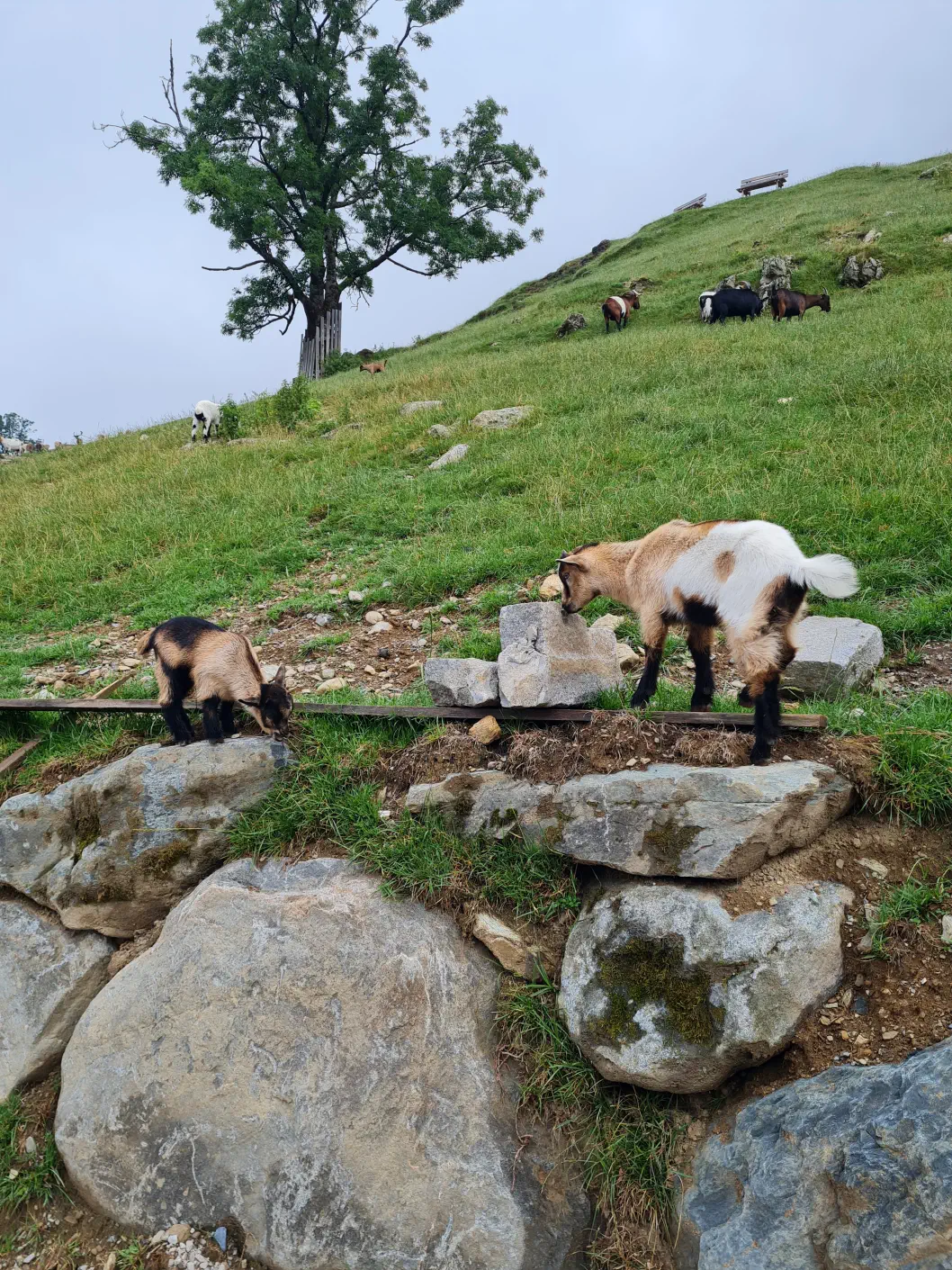 Wildpark Aurach Kinderwagen