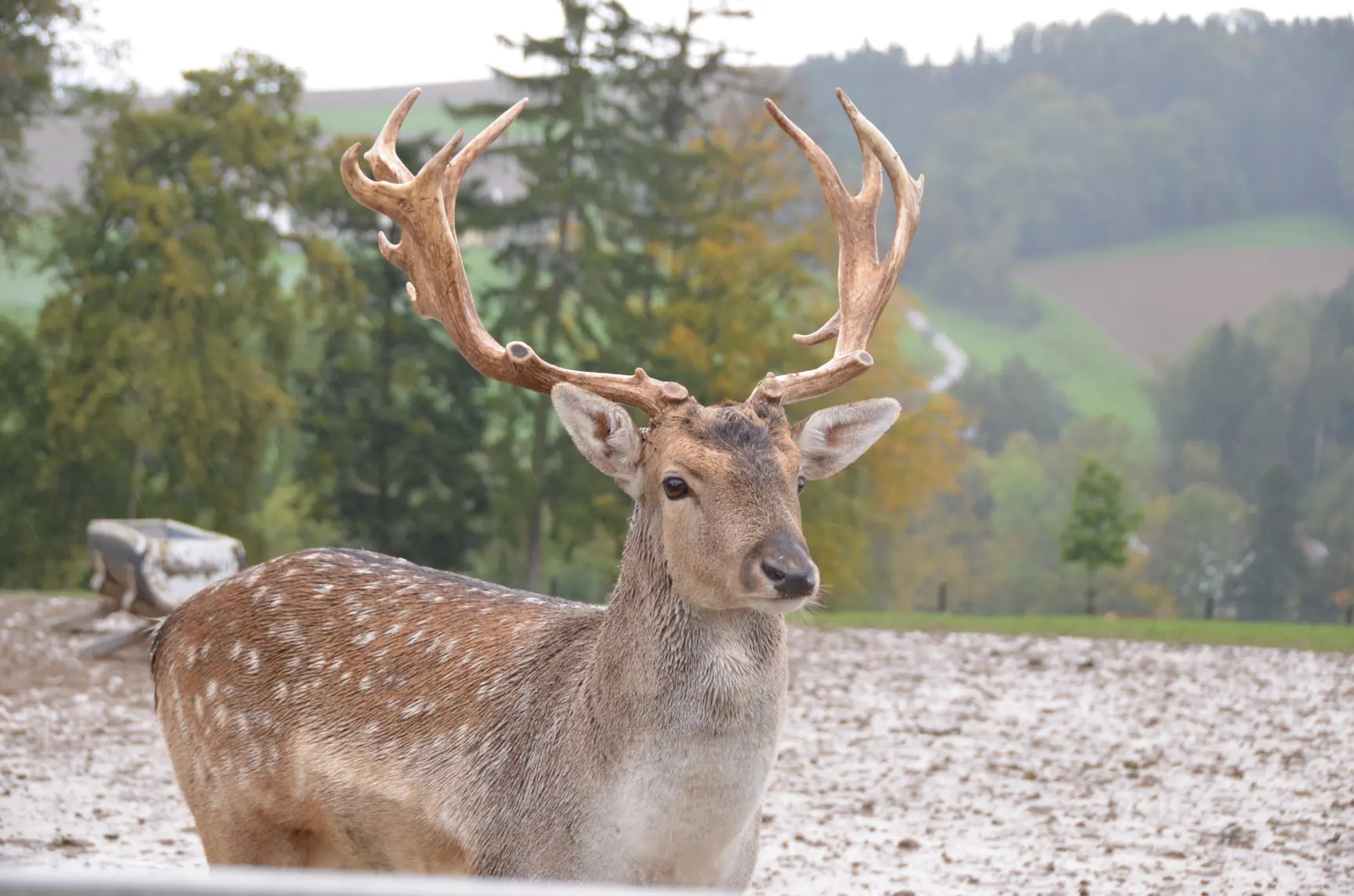 Wildpark Mostviertel