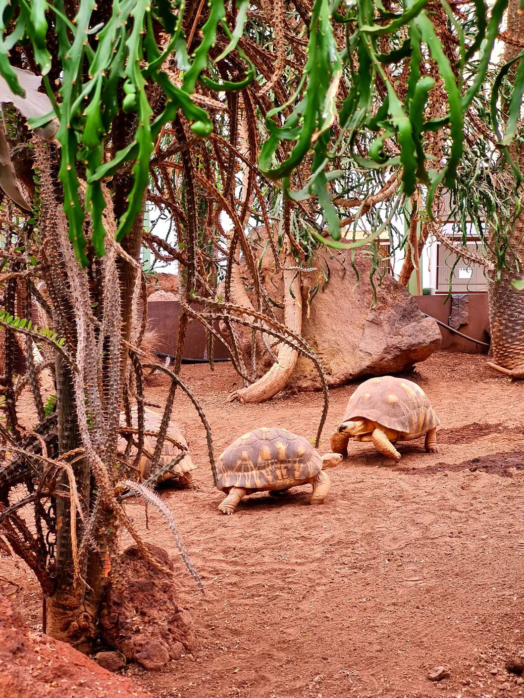Wüstenhaus mit Kinderwagen